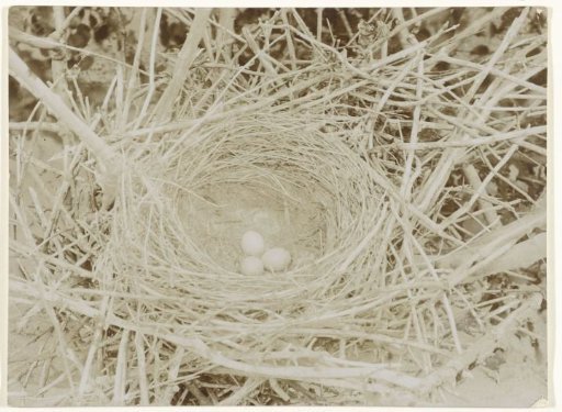 Nest with Eggs of a Crow