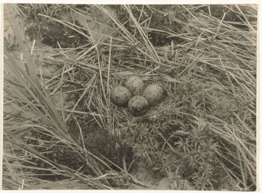 Nest with Eggs of a Snipe