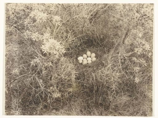 Nest with Eggs