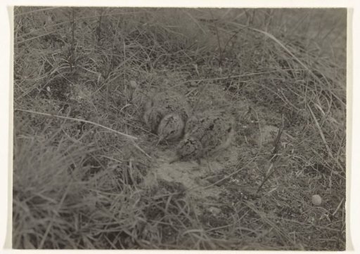 Two Chicks