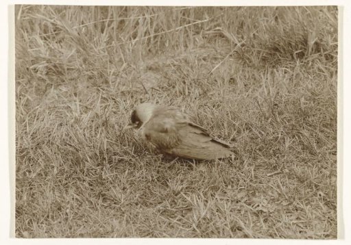 Jay in a Meadow