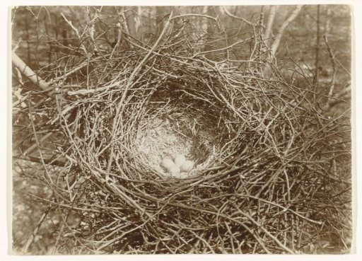 Nest with Eggs of a Rook