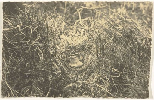 Moorhen Brooding on Her Nest
