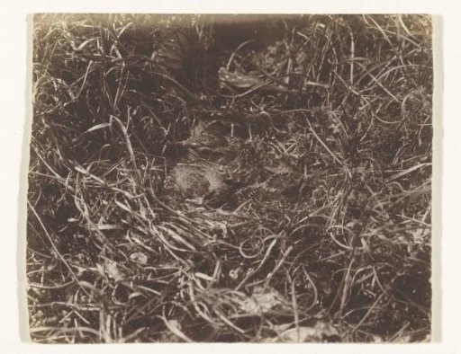 Young Skylark on a Nest