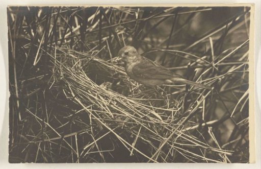 Bird on Nest