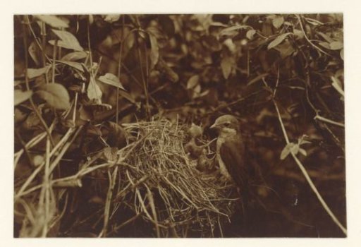 Female Bird on Her Nest with Young