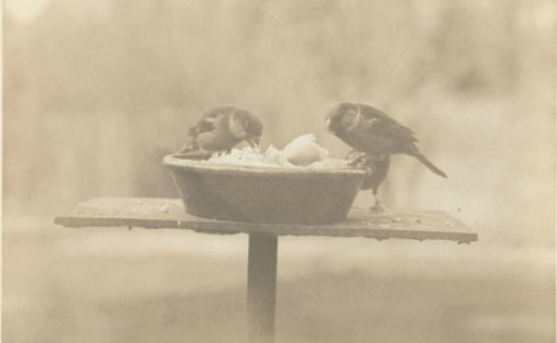 Two Sparrows on a Feeding Board with a Bowl of Food