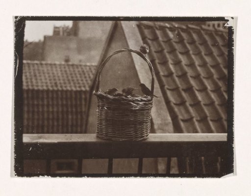 Sparrows on the balcony