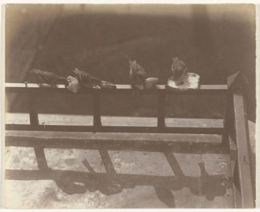 Four sparrows eating bread on the edge of a balcony
