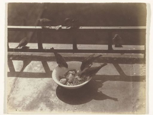 Sparrows at a Bowl of Food (Birds)