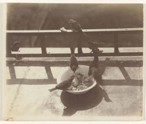 Sparrows at a Bowl of Food