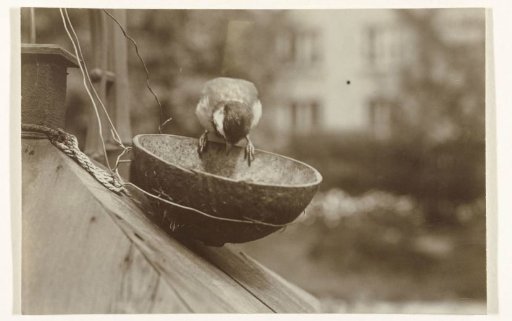 Great Tit eating from a halved coconut on a balcony