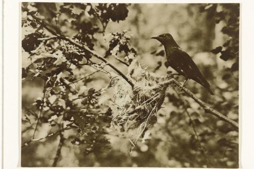 Cuckoo at a Nest with Young (Birds, Nests)