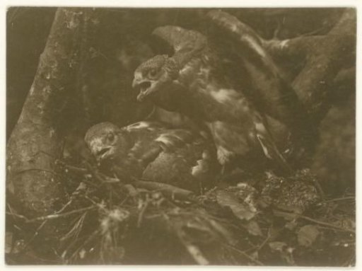 Two Young Kestrels in the Park Het Loo in Apeldoorn