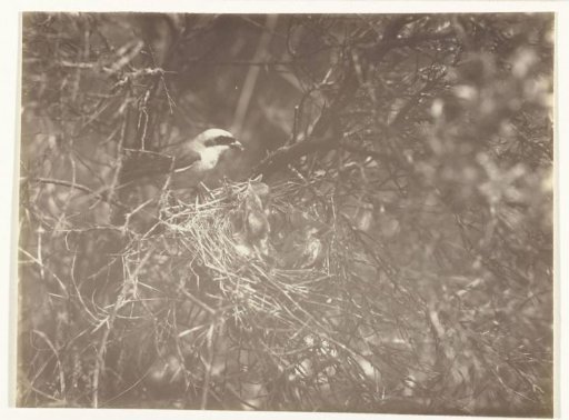 Grey Shrike at a Nest with Young
