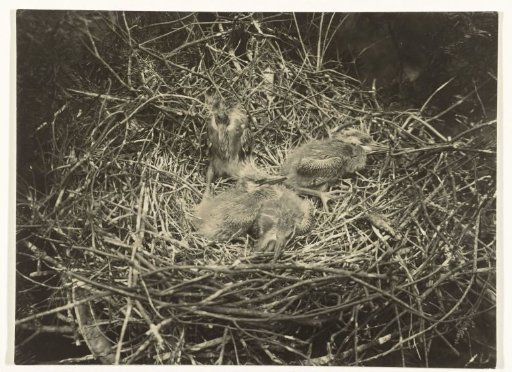 Young Blue Herons in Their Nest