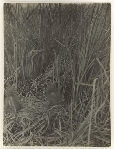 Bittern on the Nest