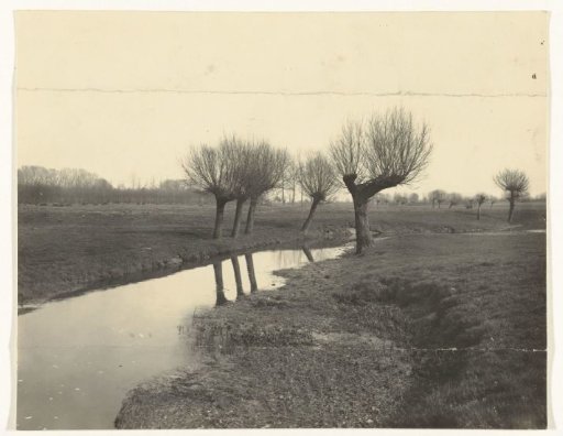 Pollard Willows Along a Stream