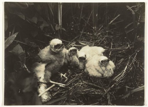 Young of the Marsh Harrier in their nest