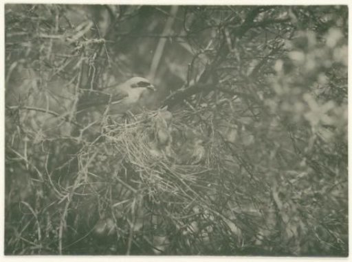 Bird at a Nest with Young