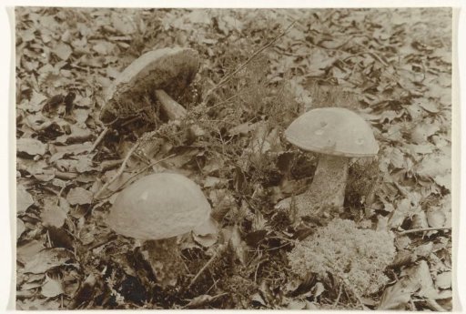 Birch Bolete