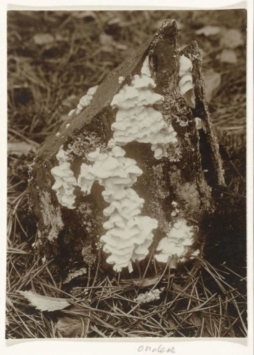 White Poria on a Stump of a Pine Tree