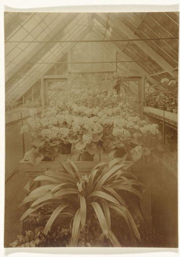 Blooming plants in a greenhouse