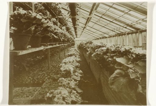 Blooming plants in a greenhouse