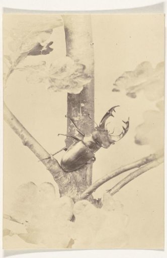 Branch with a beetle