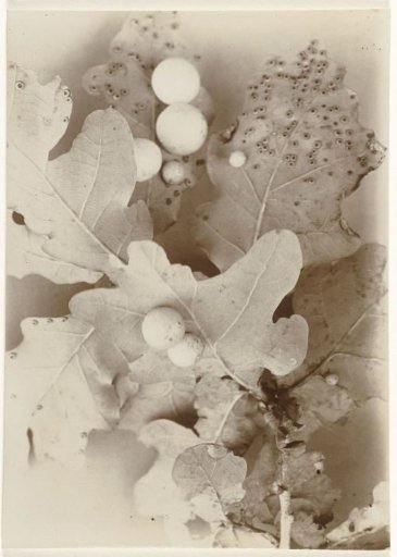 Branch of an oak (trees)