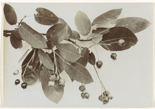 Branch of a Canadian currant tree with fruits