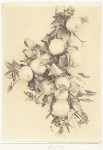 Branch with apples