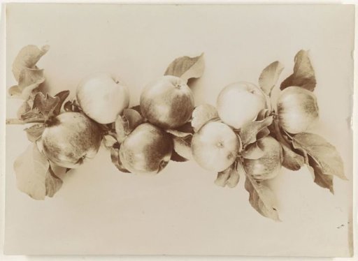 Branch with apples