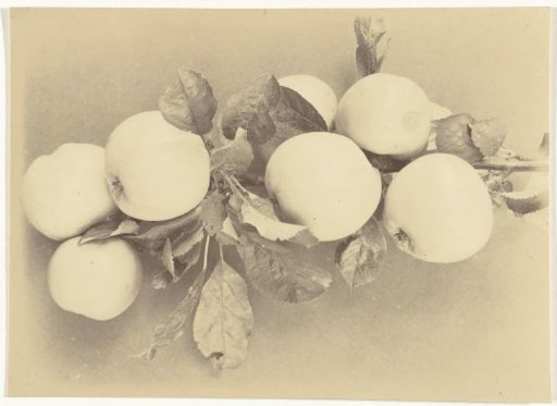 Branch with apples