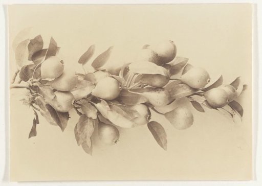 Branch with quince pears