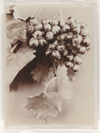 Grapes
