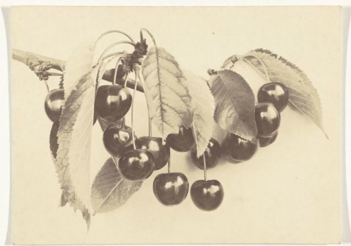 Plant study of a cherry branch