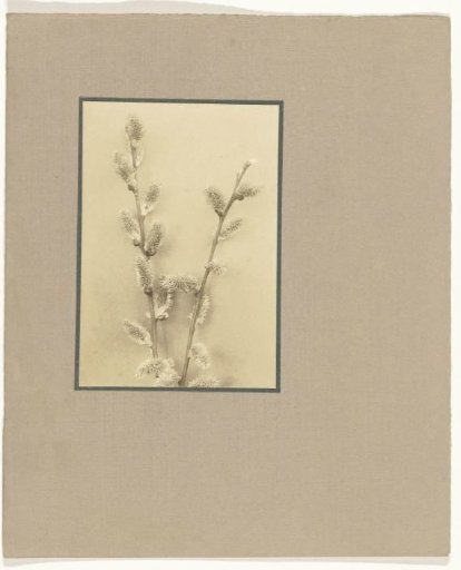 Branch with willow catkins