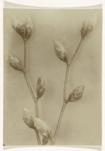 Branch of a birch with buds