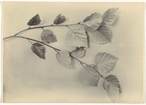 Branch with leaves of a silver birch