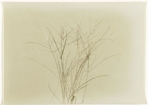 Ornamental grass