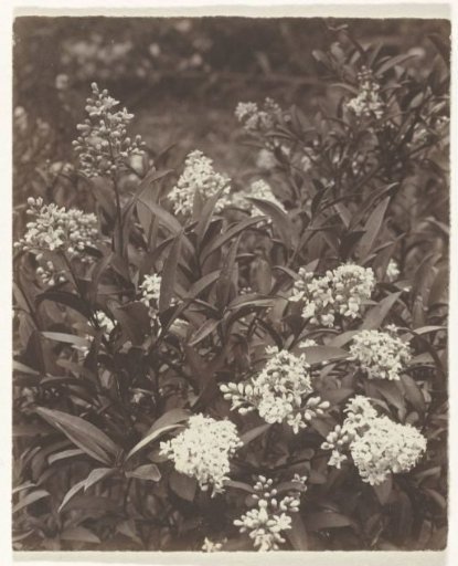 Blooming plant