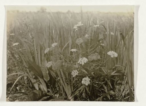 Flowers in the field