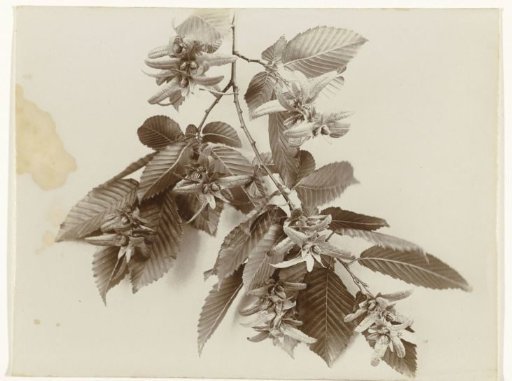 Branch of a hornbeam