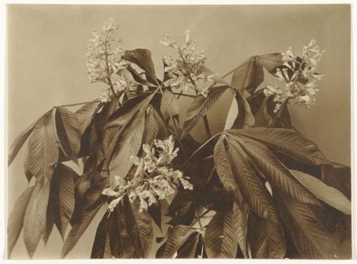 Branch of a chestnut tree
