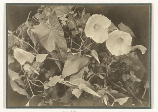Hedge Bindweed in bloom