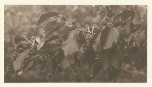 Branch with leaves and buds