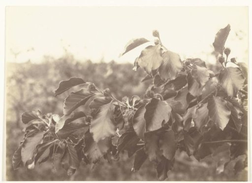 Branch with leaves and buds