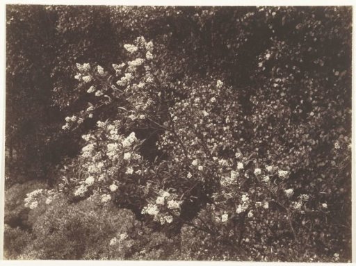 Shrub in bloom