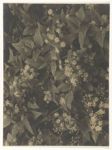 Clematis vitalba